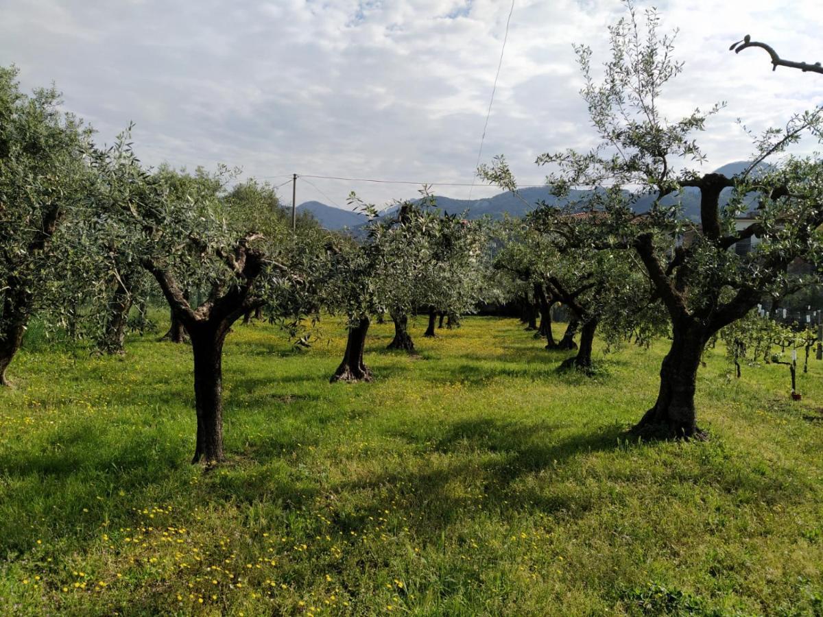 Agriturismo La Vite Maritata Pietrasanta Extérieur photo